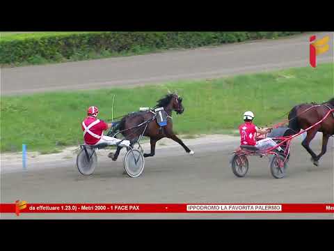 Prova di Qualifica del 14 Giugno 2023 - 2 Anni - Metri 2000