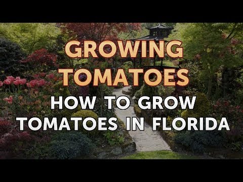 Is Vinegar Good for Tomato Plants