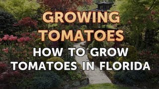 How to Grow Tomatoes in Florida