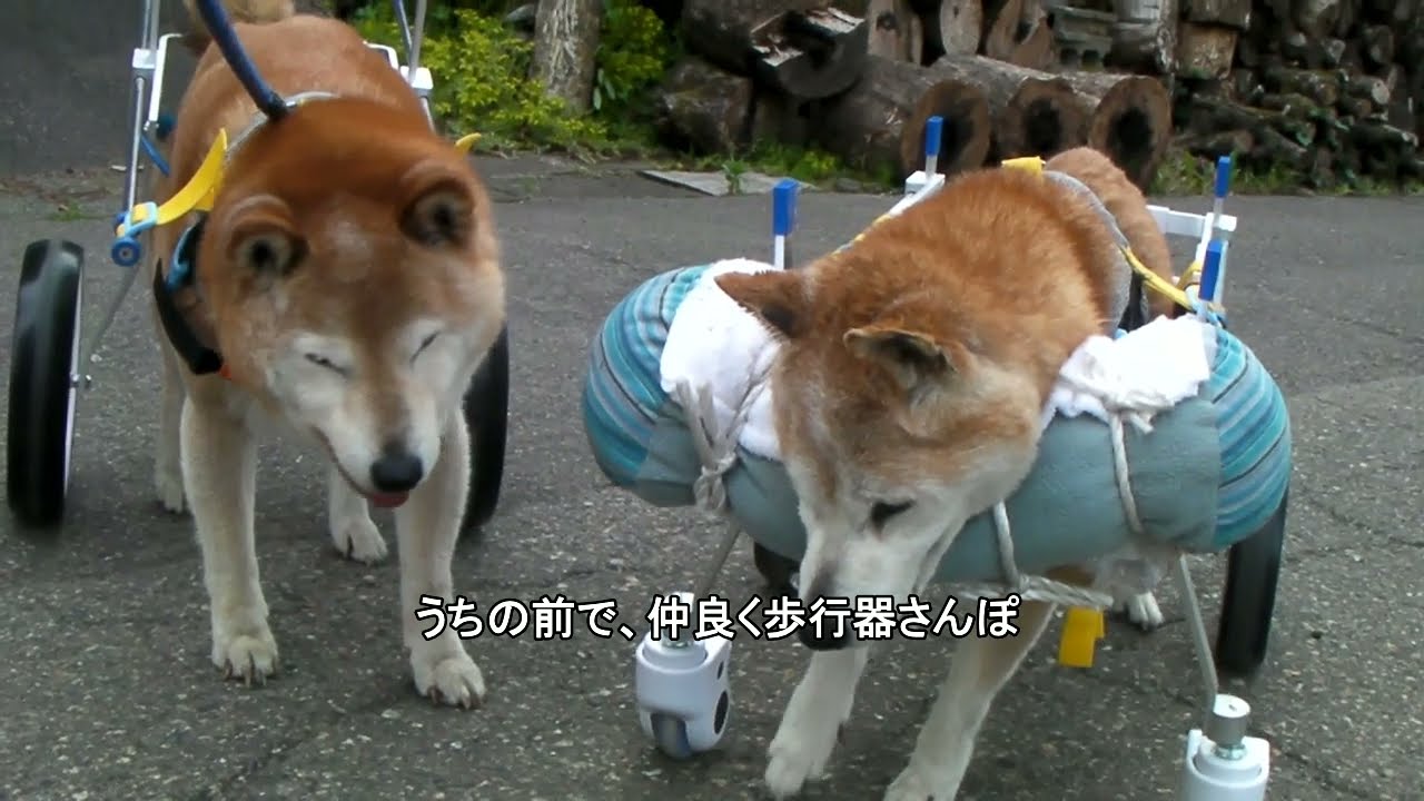ジローも車椅子デビュー【老犬】歩行器【柴犬】