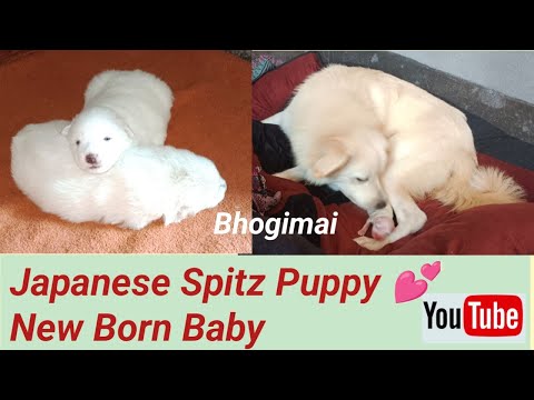 Bhogimai ke New born baby !! Japanese Spitz Puppy (1st day to 18 days)