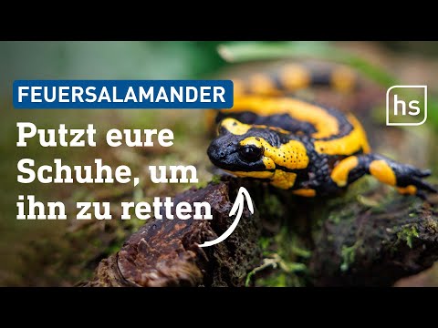 Tödlicher Hautpilz: Bald keine Feuersalamander mehr in Hessen? | hessenschau