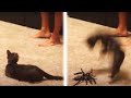You Ve Got To Be KITTEN Me Funny Cat Videos AFV