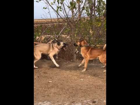 Kangal 👑￼ er ist eine (König)…