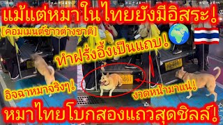 EP.656🌍🇹🇭 ชาตินี้เราต้องทำดี! เกิดชาติหน้าจะได้เป็นหมาไทย ฝรั่งสุดฮา! เกิดเป็นหมาก็ยอม #คอมเมนต์