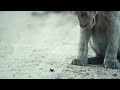 Funny Wildlife National Geographic Natgeo Wild Tiktok Whatsapp Status Videos