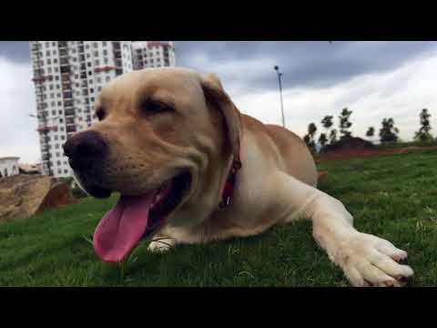 Yes the music is made by me , ps. I know video sucks 😂 please concentrate on music