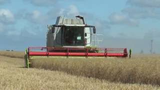 Harvesting 2016 with a Claas 650 Lexion winter rape in a field in Väskinde Gotland July 2016