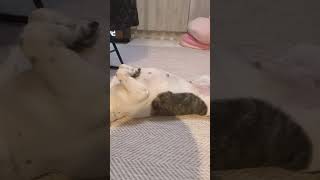 ワンコの寝姿が事件現場みたい😱  #shorts