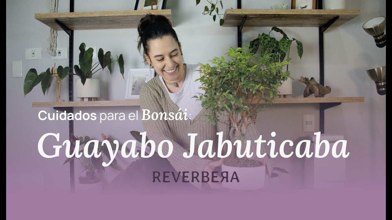 Cuidados del bonsái Guayabo Jabuticaba