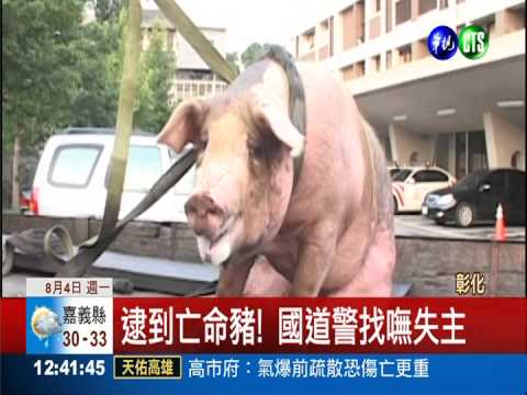 亡命豬逛隧道! 駕駛人急煞險撞