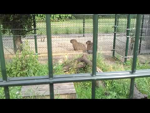 kleinedierenpark bellingwolde