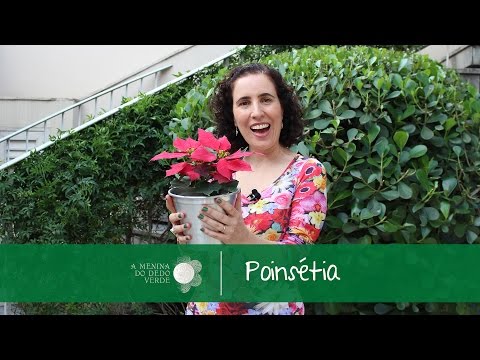 , title : 'Como Cultivar Poinsetia (Bico de papagaio)'