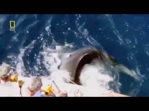 National Geographic HD | The World's Biggest Sea Monsters Giants Ever!