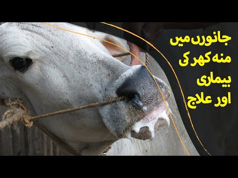 Muh khor || ki bemari ka elaj #facts #youtubeshorts #youtube #cow #farming