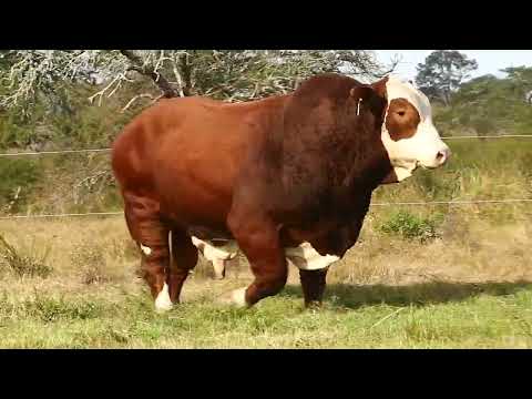 Corral 20 - Pilagás 26003 Experto