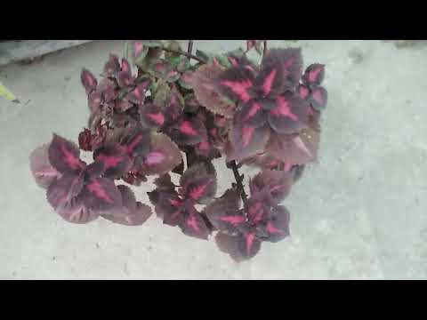 Heuge verity of Coleus in umama's garden