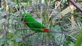 Download lagu suara panggil serindit//suara begina pas buat bawa mikat serindit liar pasti nyahut mp3