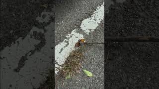 蝉を救うマクゴナガル先生 #虫 #昆虫