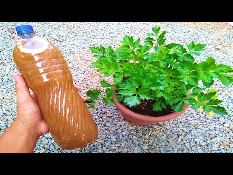 download lagu mp3 mp4 Adubo Caseiro, download mp3 Adubo Caseiro free downloadn, video klip Adubo Caseiro