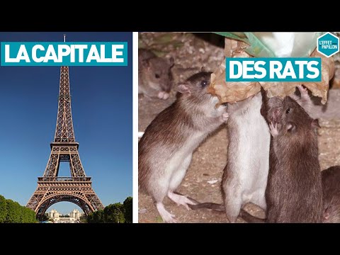 LA CAPITALE DES RATS (France) - L'Effet Papillon