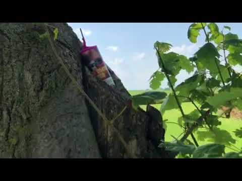 Big fat ground bloom flower