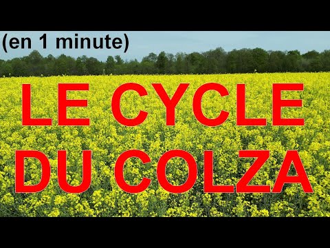 LE CYCLE DU COLZA EN 1 MINUTE !