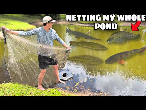 NETTING RELEASED PET FISH In My BACKYARD POND!