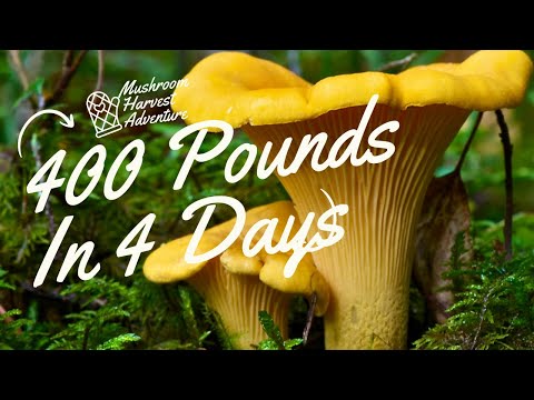 400 Pounds of Chanterelle Mushrooms in 4 Days! | Top 5 Chanterelle Picking Tips