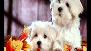 Metempsicose -  Livro dos Espiritos