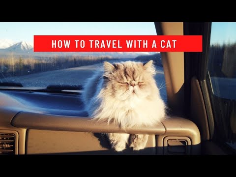 How to Travel with a Cat || How to travel with a cat long distance