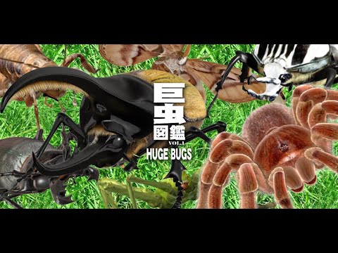 巨虫図鑑 video thumbnail