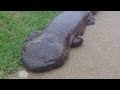 Student discovers giant Salamander as he walked.