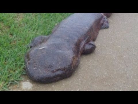 Student discovers giant Salamander as he walked to school in Japan