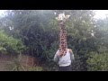 For all the lonely giraffes out there 