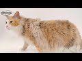 LaPerm - Laperm de Pelo largo - Raza de Gato LaPerm - Laperm de Pelo largo - Raza de Gato