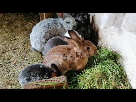 , title : 'Weibliche Kaninchen u helle Großsilber - Jungtiere'