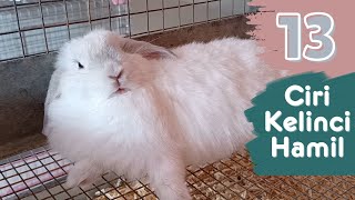 Download lagu 13 TANDA KELINCI SEDANG HAMIL mp3