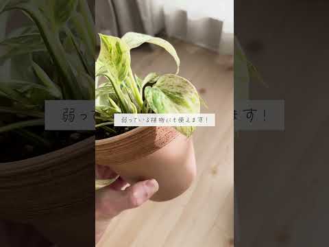 自家製の天然肥料: 植物に肥料を与えて栄養を与えるためにどのような注入液を調合すればよいでしょうか?  庭園