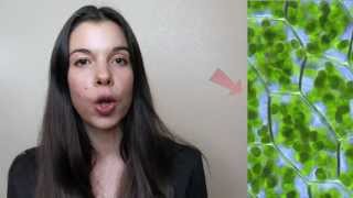 3 Mechanisms for Magnesium Deficiency