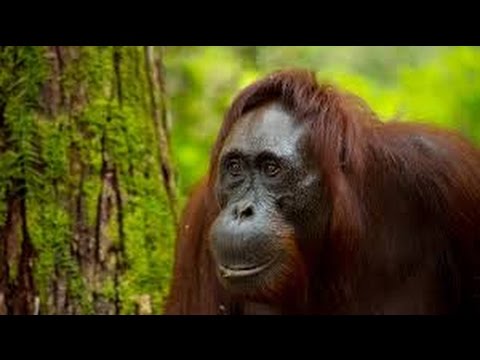 Loài đười ươi ở đảo Borneo ( - NatGeo Tiếng Việt)