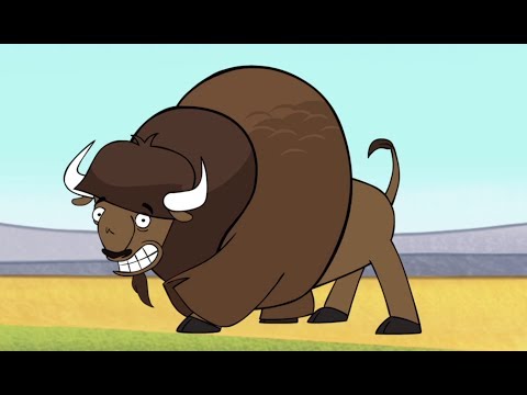Buffalo Song