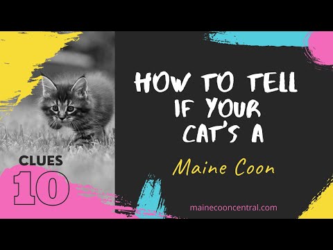 How To Tell If Your Cat Is A Maine Coon: 10 Simple Ways!