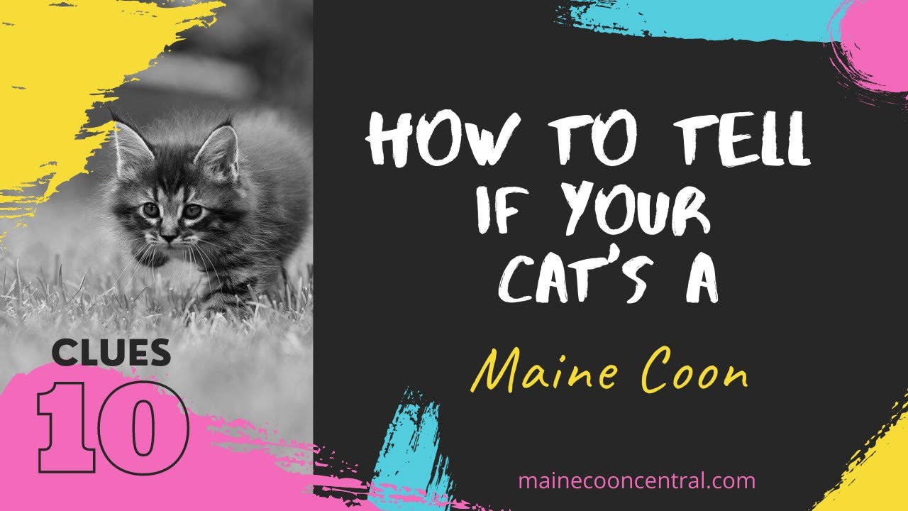 How To Tell If Your Cat Is A Maine Coon: 10 Simple Ways!