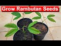 Grow Rambutan From Seed FUN And Easy English