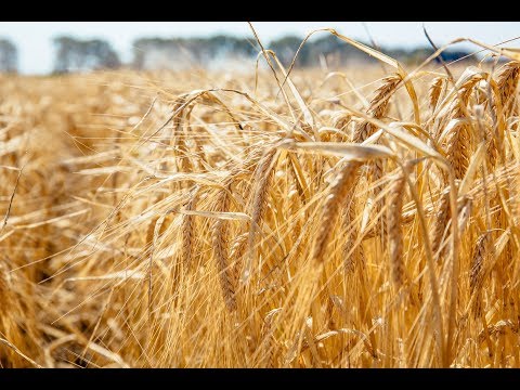 SINGLE MALT: Czech beer, the Moravian barley harvest and the story of brewing's forgotten hero