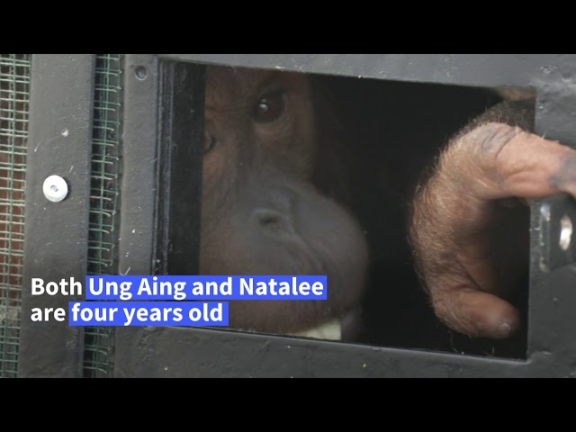 2 smuggled Indonesian orangutans fly home from Thailand