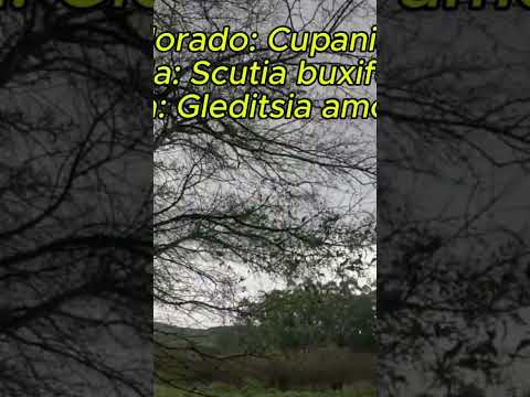 Areal, Butiazal y vida rural en Rio Grande do Sul