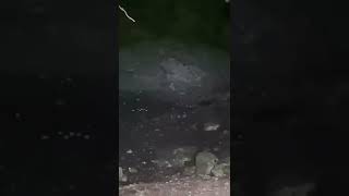 Download lagu Burung Walet ASLI Penghuni GOA/GUA mp3 Download lagu Burung Walet ASLI Penghuni GOA/GUA mp3