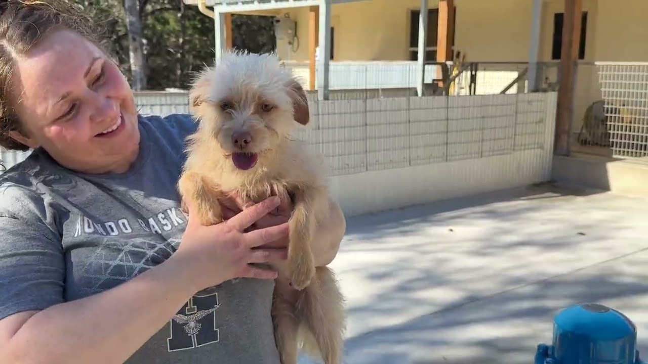 Draco - the sweetest boy, a Adoptable Schnauzer in San Antonio, TX video 5/5